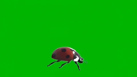 Ladybug Crawling on Green Screen Stock Footage 220756917