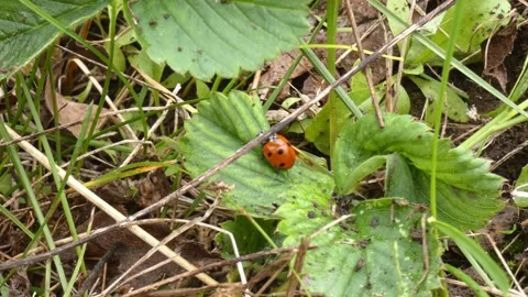 Ladybug crawling on green strawberry leaf in meadow grass, panning. Видео 336862299