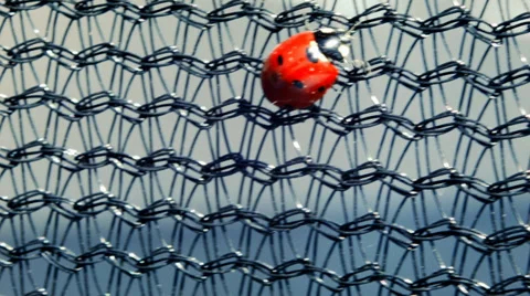 Ladybug crawling on the grid Stock Footage 38362721