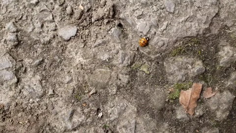 Ladybug crawling on ground; Asian lady beetle; background Stock Footage 270880045