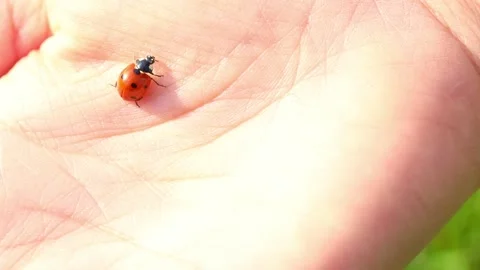 Ladybug crawling on the hand close up 스톡 동영상 220634546