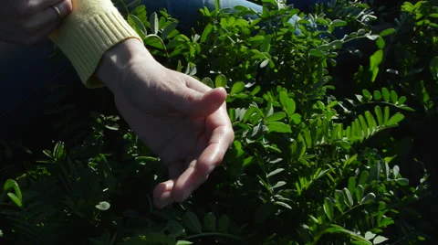 Ladybug crawling on his hand 動画素材 49911143