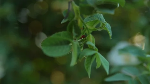 Ladybug crawling on leaf of tree with transition focus on spring white flower Video stock 90518327