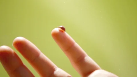 Ladybug crawling over child's finger then flying away Stock-Footage 116426752