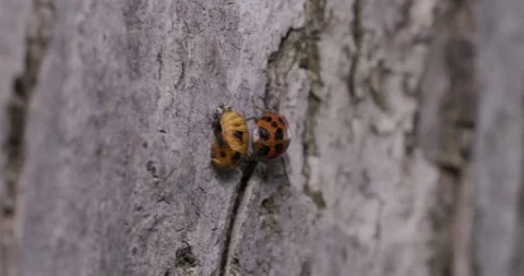 Ladybug Crawling Over Pupa Stock Footage 165912891