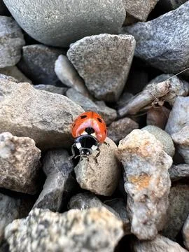 Ladybug crawling over rocks in macro shot Stock Photos