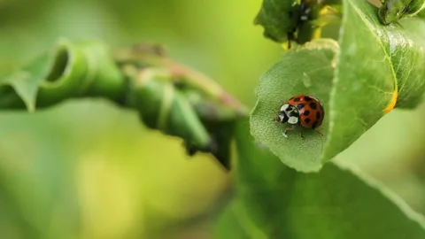 Ladybug crawling on a pear tree branch Video stock 139390854
