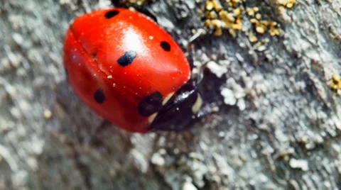 Ladybug crawling on a pine tree Stock Footage 38363550