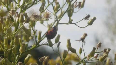 Ladybug Crawling On Plant Stock Footage 41796007