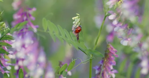 Ladybug Crawling On Purple Flower. Slow Motion Close Up. Stock Footage 156460924