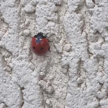 Ladybug crawling on a rough white textured wall. Stock Photos