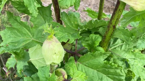 Ladybug crawling on the stalk of the hogweed Stock Footage 269144489