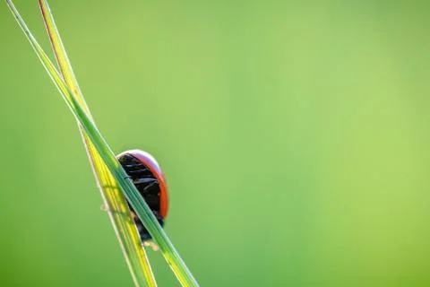 Ladybug crawling on the stalks of grass Foto stock