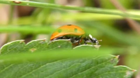 Ladybug crawling on strawberry leaf edge and disappearing, panning. 動画素材 336865089