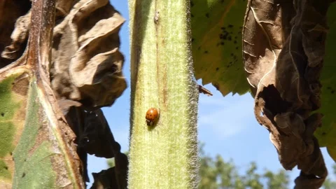 Ladybug crawling on sunflower stem Vidéo 336405310