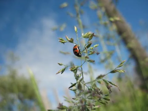 Ladybug crawling on a thin stalk of a plant on blue sky background Stock Photos