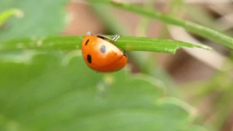 Ladybug crawling upside down on thin green grass stem. 動画素材 336863697