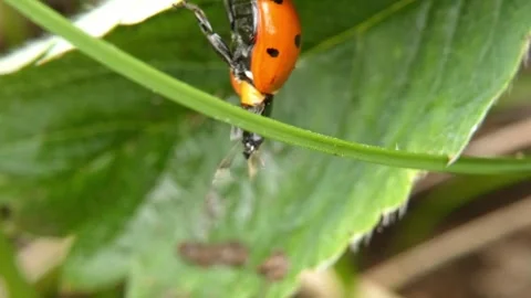 Ladybug crawling upside down under green strawberry leaf, panning. Видео 336864275