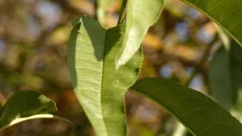 Ladybug crawling on walnut branch, panning Vídeo Stock 336405523
