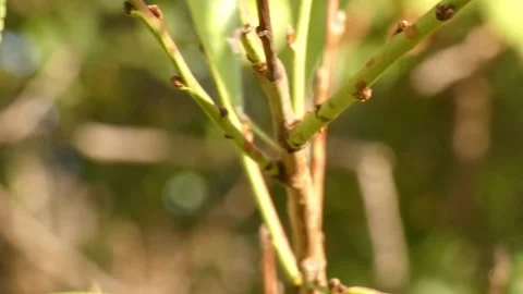 Ladybug crawling on walnut branch, panning 스톡 동영상 336406758