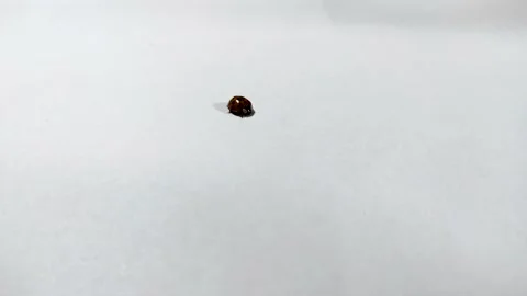 A ladybug is crawling on a white sheet of paper. Stock Footage 142046098
