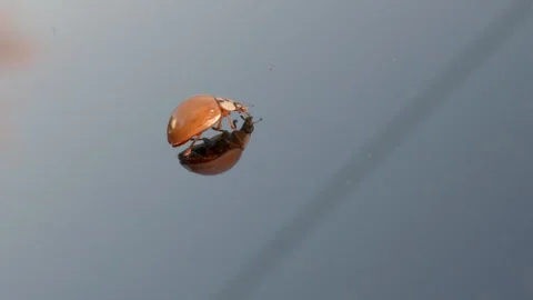 Ladybug Crawling on Windshield in Sunlight. Video stock 289823648