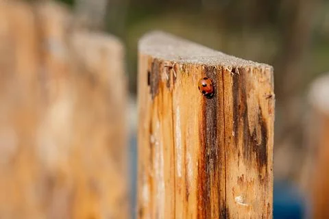 Ladybug Crawling on Wooden Post Stock Photos