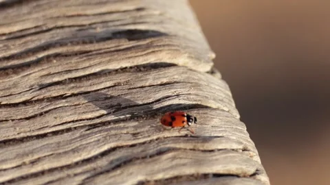 Ladybug Crawling on Wooden Surface Stock Footage 296363663
