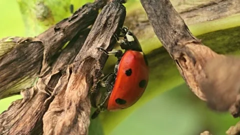 Ladybug Crawls Across Dried Plant Stems Macro Stock Footage 339981346
