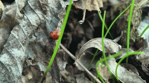Ladybug crawls across dry leaves and green grass, showcasing its vibrant red Stock Footage 339810703