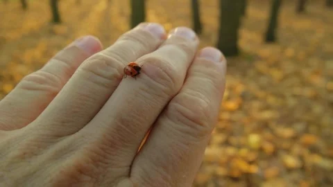 A ladybug crawls across a man's hand in the forest. Stock Footage 328571504