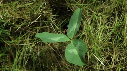 A ladybug crawls along the edge of a leaf, takes off and flies away. Stock Footage 239408436