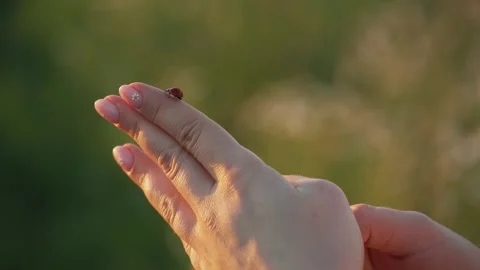 Ladybug crawls along the hand and flies away Vidéo 158390140