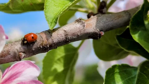 A ladybug crawls on a branch Stock Footage 307499156