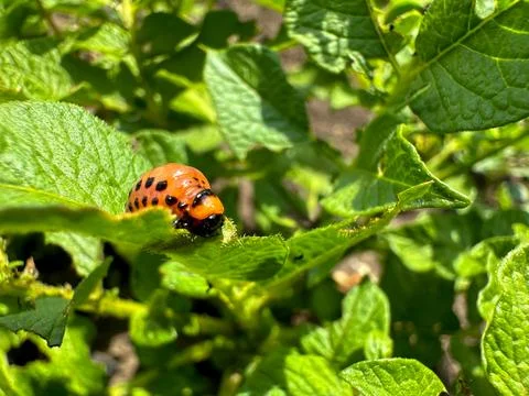 A ladybug crawls on a bright green leaf in a meadow garden Stock Photos
