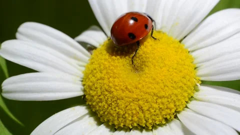 Ladybug crawls on a camomile flower Video stock 131074030