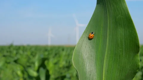 Ladybug crawls on corn leaf against rotating windmills Video stock 166554290