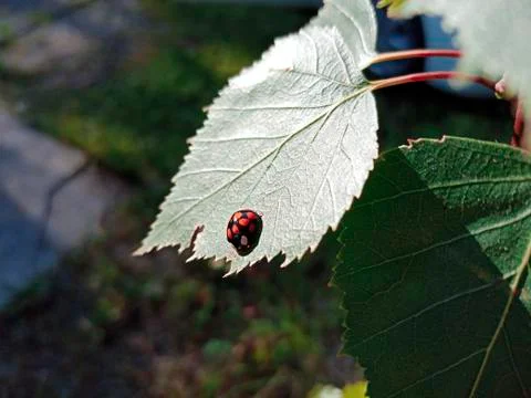 Ladybug crawls on green birch leaf in bright sunlight Stock Photos