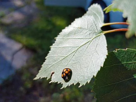 Ladybug crawls on green birch leaf in bright sunlight Stock Photos