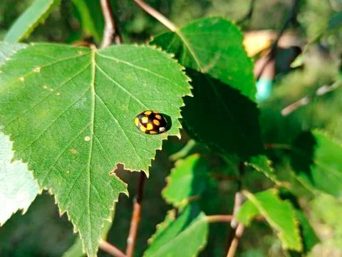 Ladybug crawls on green birch leaf in bright sunlight Stock Photos