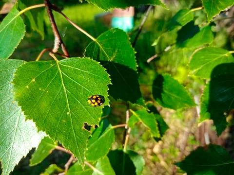 Ladybug crawls on green birch leaf in bright sunlight Stock Photos