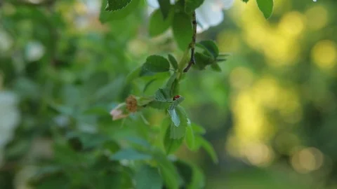 Ladybug crawls on green foliage of tree with blurred background Stock Footage 90518316