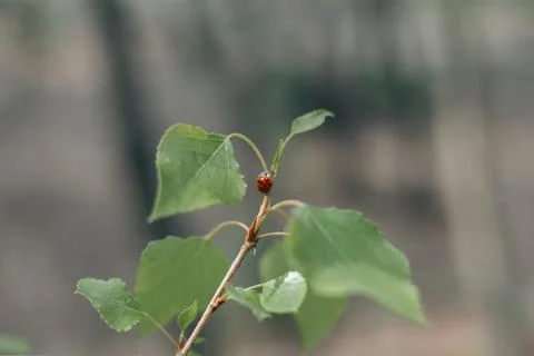 Ladybug crawls on a green leaf in the summer Stock Photos