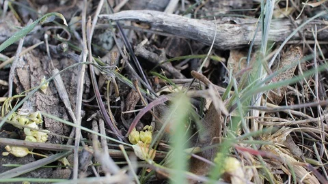 Ladybug crawls on leaves and branches Stock-Footage 129171587