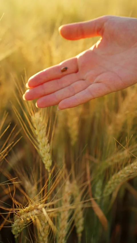 A ladybug crawls over a womans hands against a background of ripe wheat ears Stock Footage 318724857