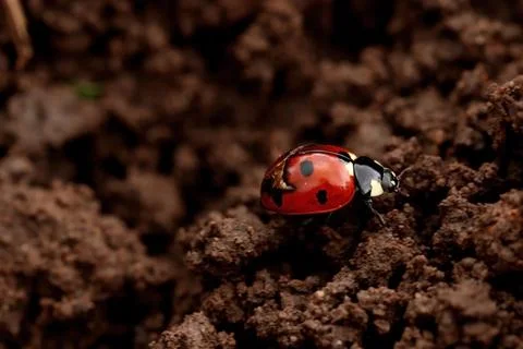 A ladybug crawls quickly over the dug-up black earth. close-up. macro Stock Photos