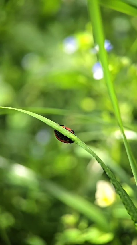 A ladybug crawls slowly on a green leaf and soil, captured in slow motion m.. Stock Footage 310612678