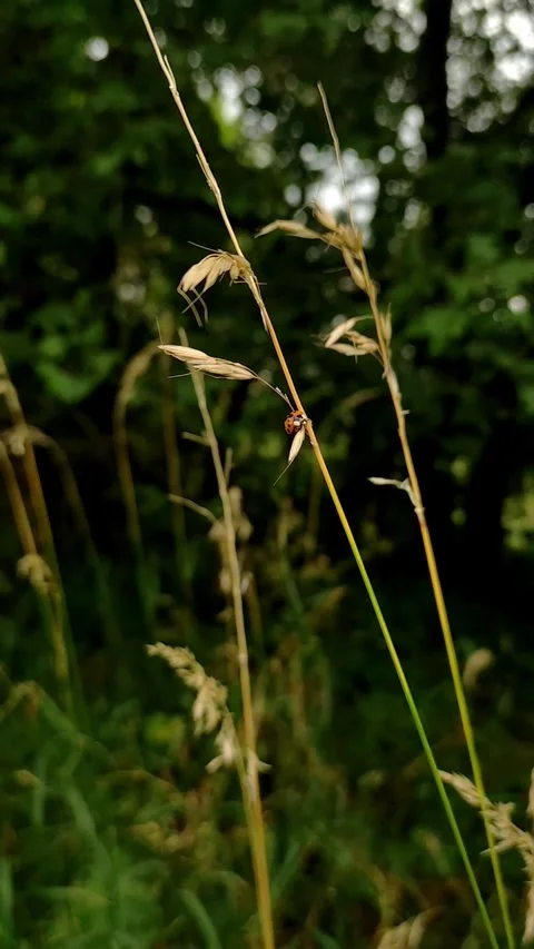 Ladybug crawls up tall grass in forest Stock Footage 279466314