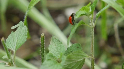 Ladybug crawls through summer grass. Bright red Ladybird crawling across a vivid Stock Footage 203191991