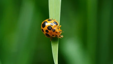 Ladybug crawls up vegetation and flys away 動画素材 91553560